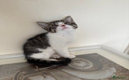 Mixed Breed cats for sale: Kittens for sale  - Image 10