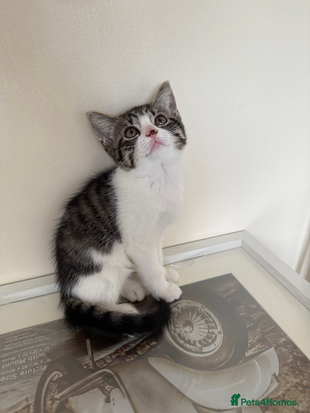 Mixed Breed cats for sale: Kittens for sale  - Image 10