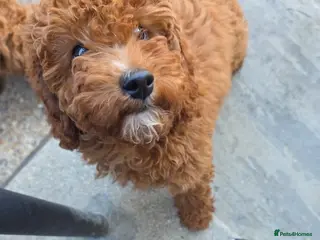 Cavapoo dogs fox red cavapoo - Advert 13