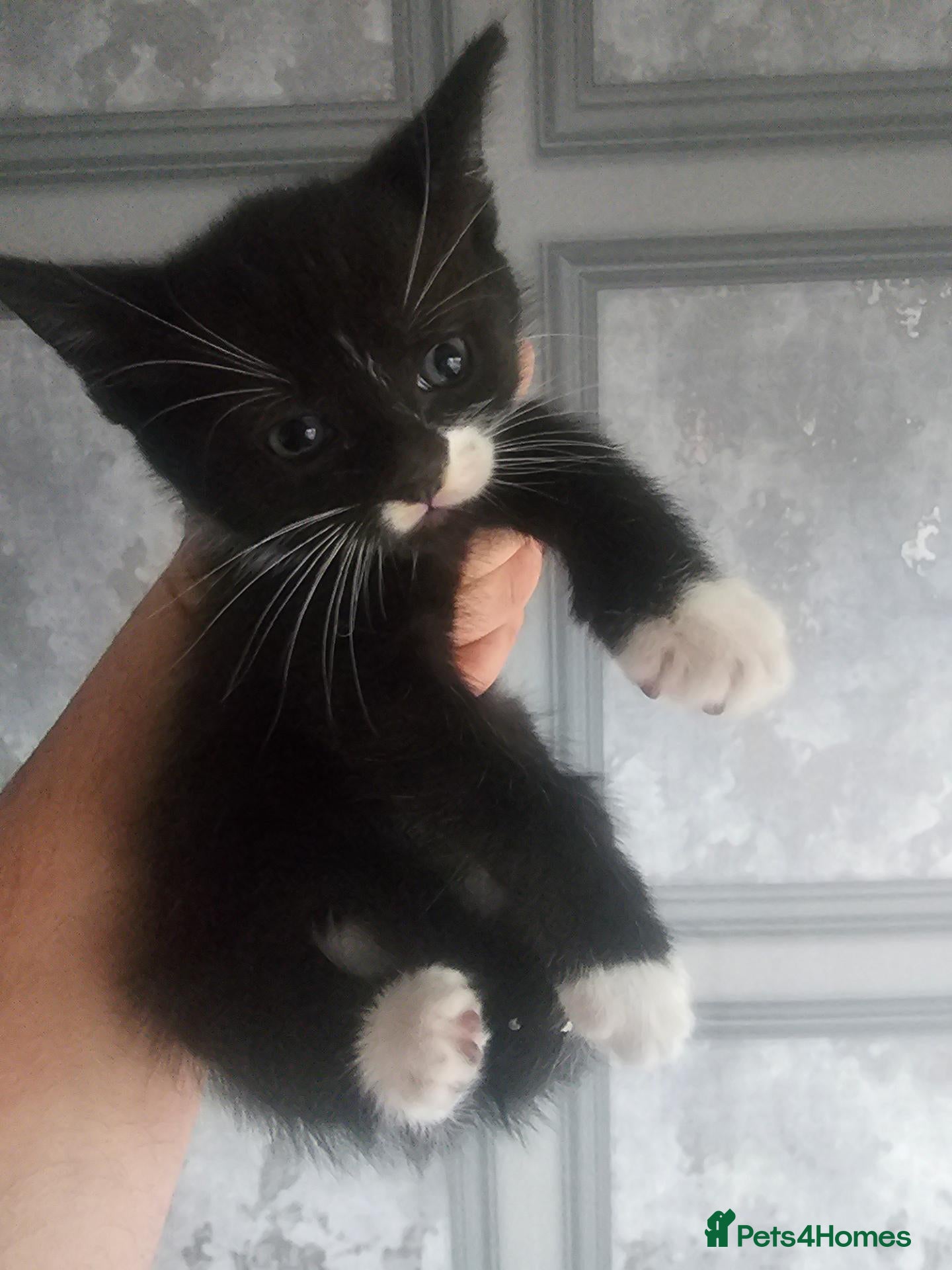 Mixed Breed cats Kittens  - Advert 5