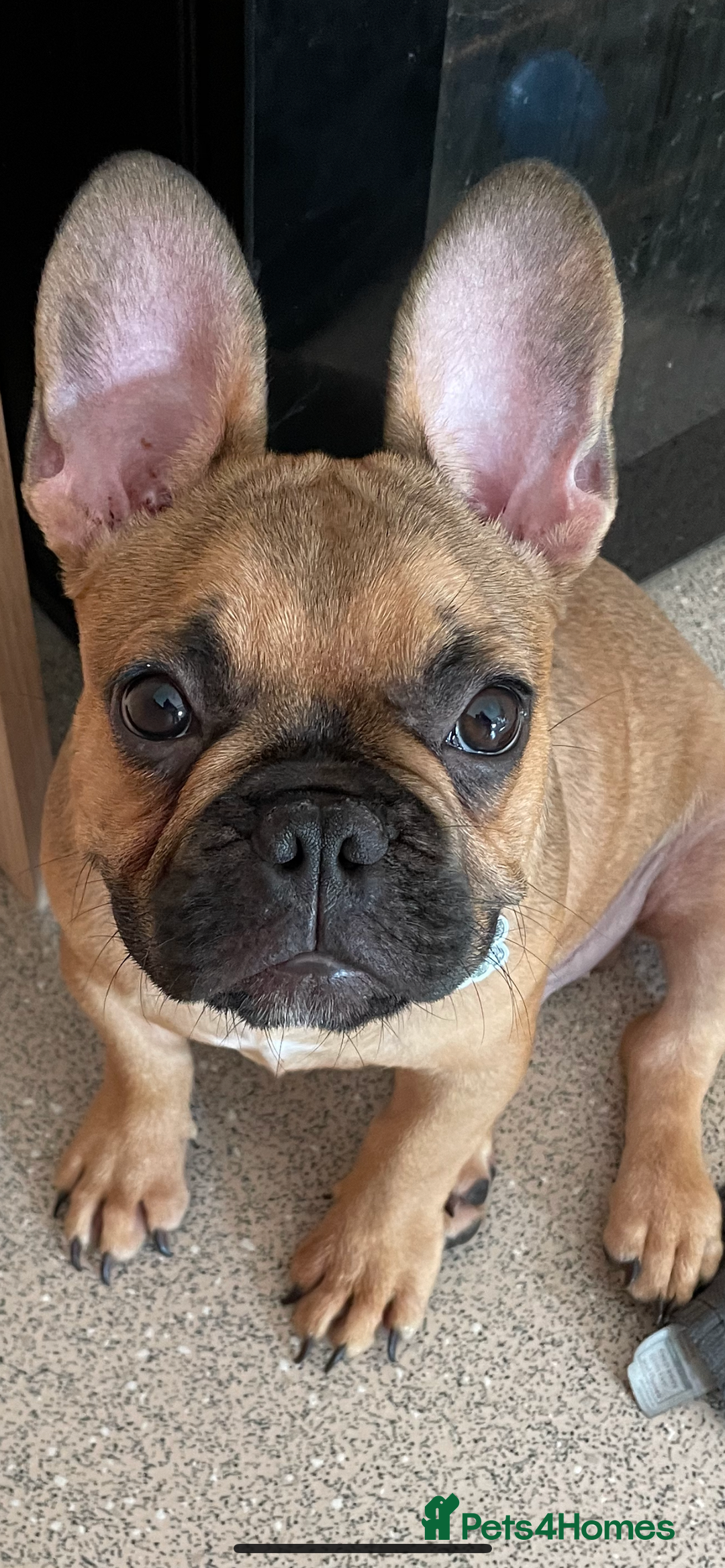French Bulldog dogs for sale: Rocco  - Advert 3