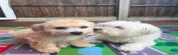 Maltipoo dogs for sale: Maltipoo puppy last girl  in Coventry - Advert 4