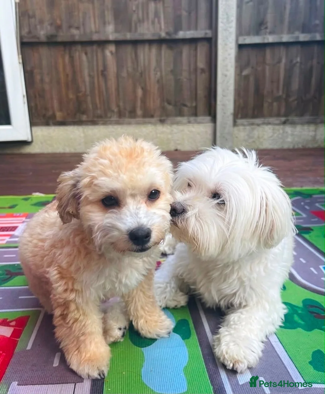 Maltipoo dogs for sale: Maltipoo puppy last girl  in Coventry - Advert 4