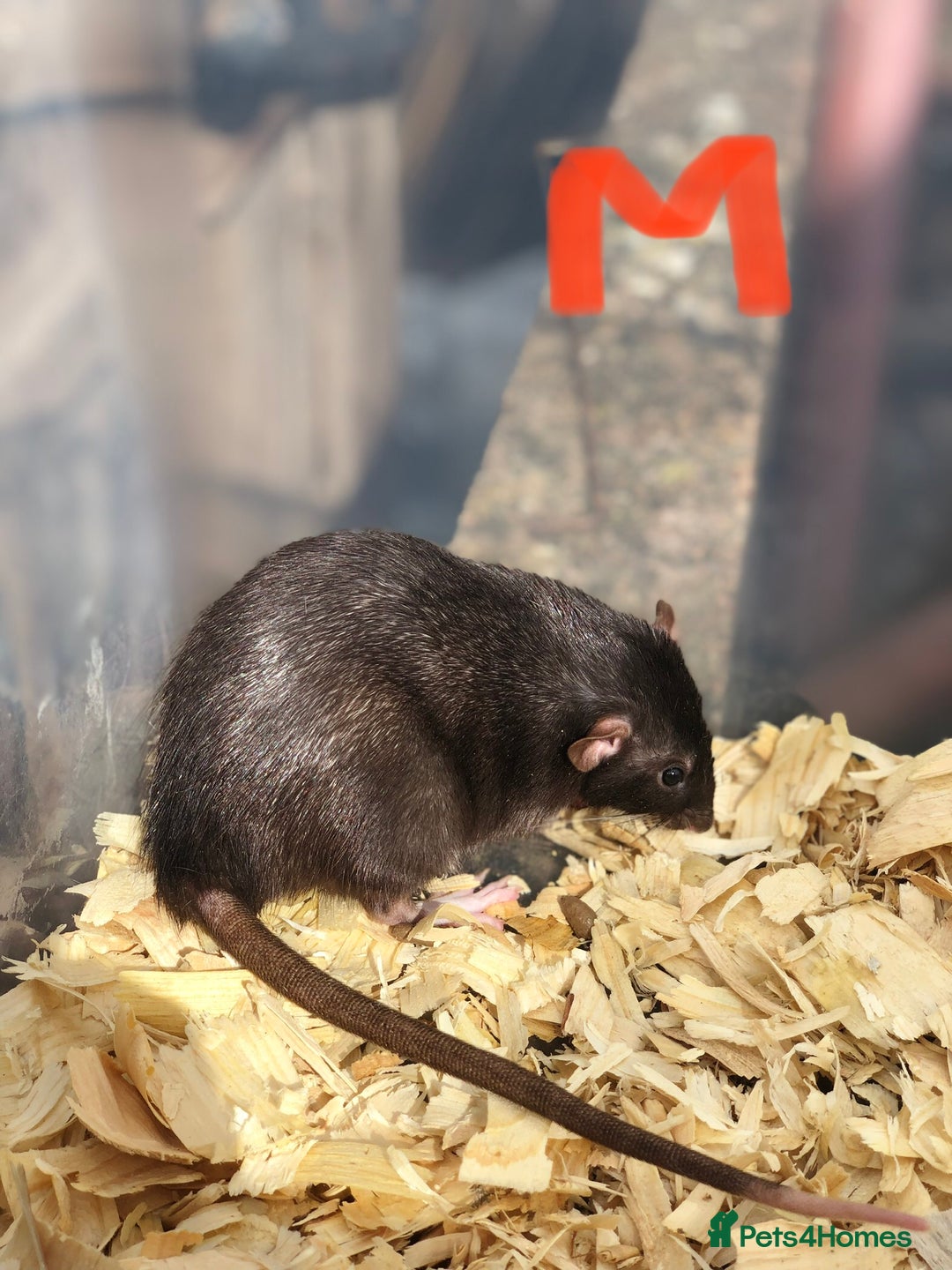 Rat rodents for sale: Friendly dumbo rats for sale  - Image 5