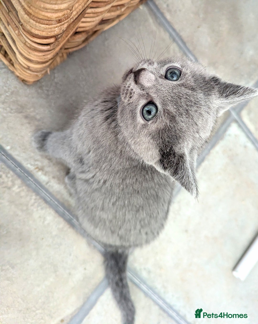 Russian Blue cats for sale: TICA Registered kittens  - Advert 8