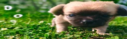 Chihuahua dogs for sale: Gorgeous tiny girl Chihuahua - Advert 6