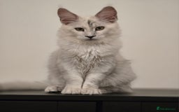 Maine Coon cats for sale: Large Silver Shaded Maine Coon kittens  - Image 9