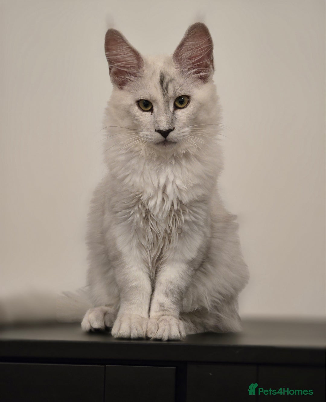Maine Coon cats for sale: Large Silver Shaded Maine Coon kittens  - Image 9