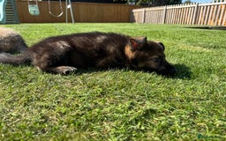 German Shepherd dogs for sale: KC Registered German Shepard Babies 🐾🐾🐾 - Image 13