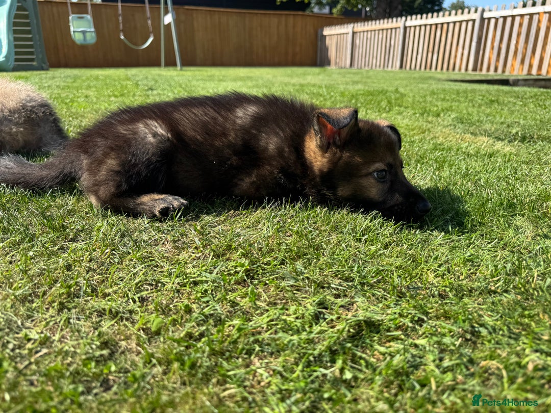 German Shepherd dogs for sale: KC Registered German Shepard Babies 🐾🐾🐾 - Image 13