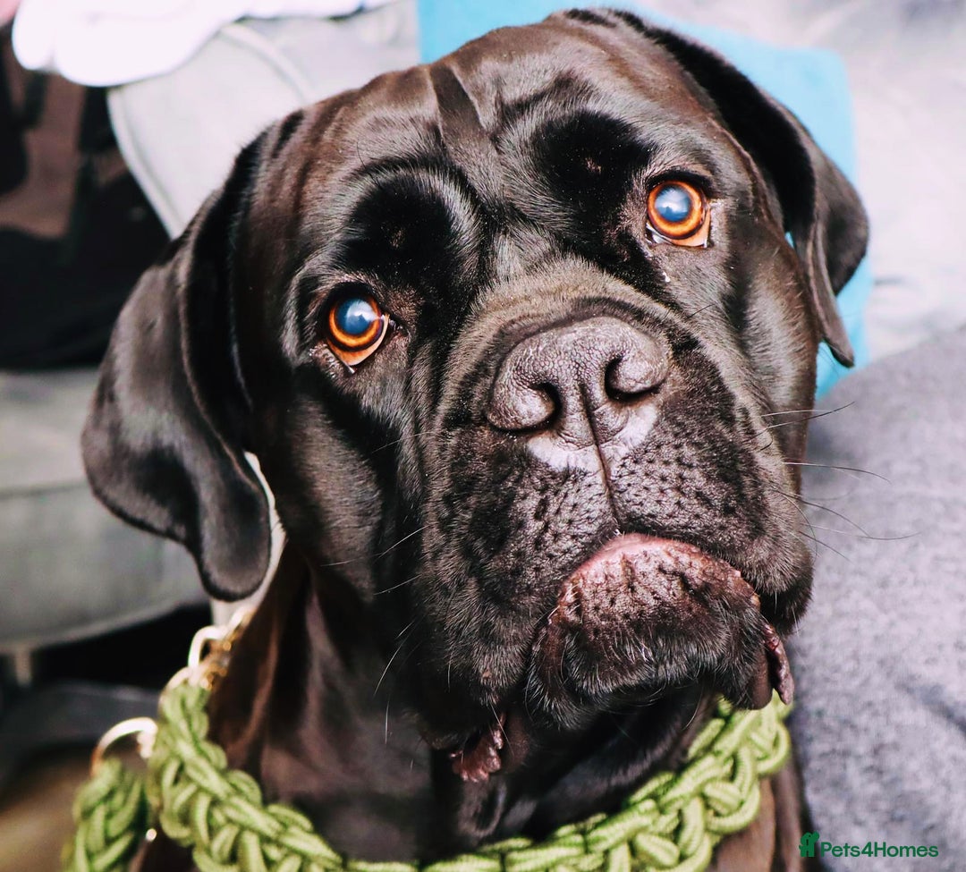 Cane Corso dogs for stud: Cane corso Rico Thor ready to stud in Bedford - Image 5