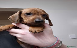 Dachshund dogs for sale: Dachshund puppies - Advert 3