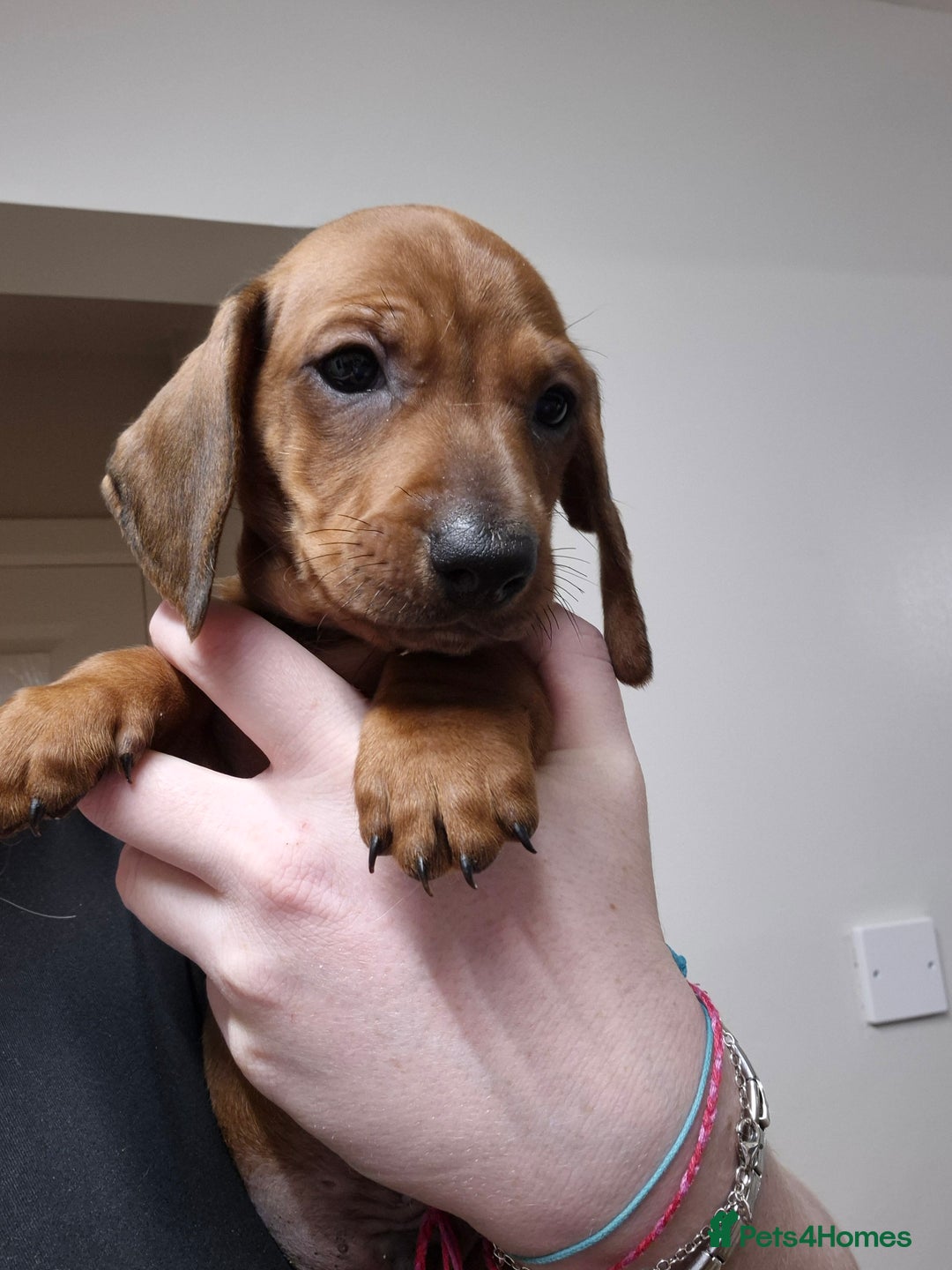Dachshund dogs for sale: Dachshund puppies - Advert 3