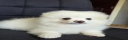 Pomeranian dogs for sale: Beautiful pomeranian  puppies ready to go - Advert 8