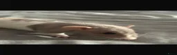 Rat rodents for sale: Female rats  - Advert 2