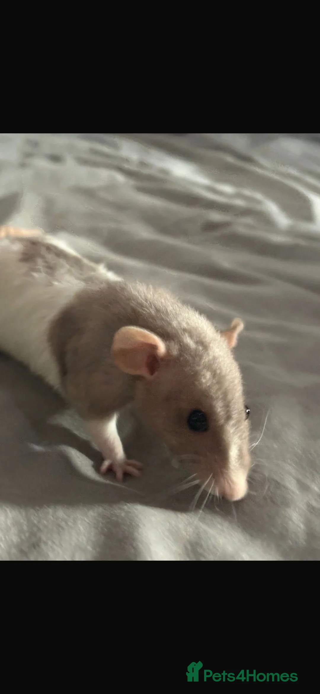 Rat rodents for sale: Female rats  - Advert 2