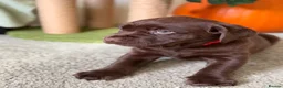 Labrador Retriever dogs for sale: Labrador chocolate silver puppies  - Advert 4