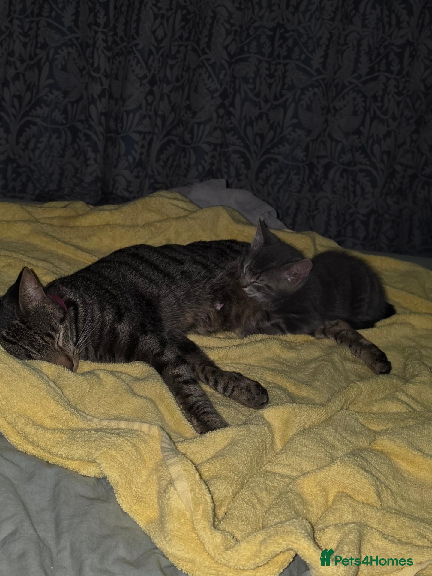 Mixed Breed cats 2 beautiful kittens ready now - Advert 1