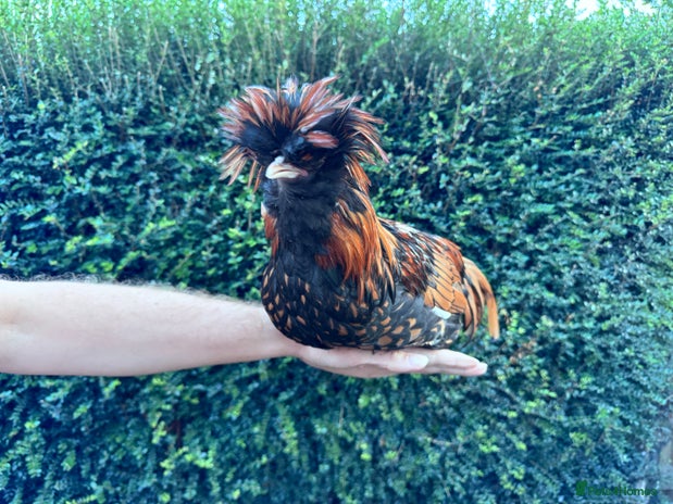 Chickens poultry - Advert 1