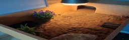 Hermann Tortoise reptiles for sale: Young hermann tortoise with full set up in Bolton - Advert 3