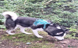 Siberian Husky dogs for stud: Siberian Husky for Stud in Glasgow - Image 15