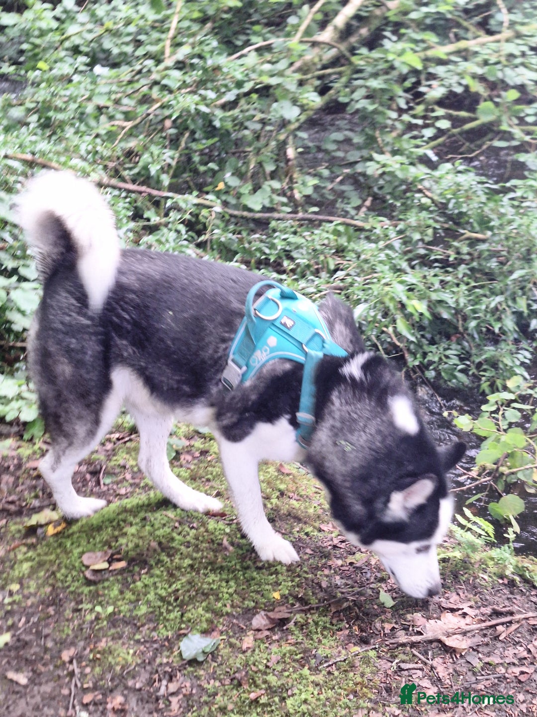 Siberian Husky dogs for stud: Siberian Husky for Stud in Glasgow - Image 15