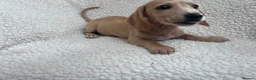 Miniature Dachshund dogs for sale: ***mini dachshund *** - Advert 17