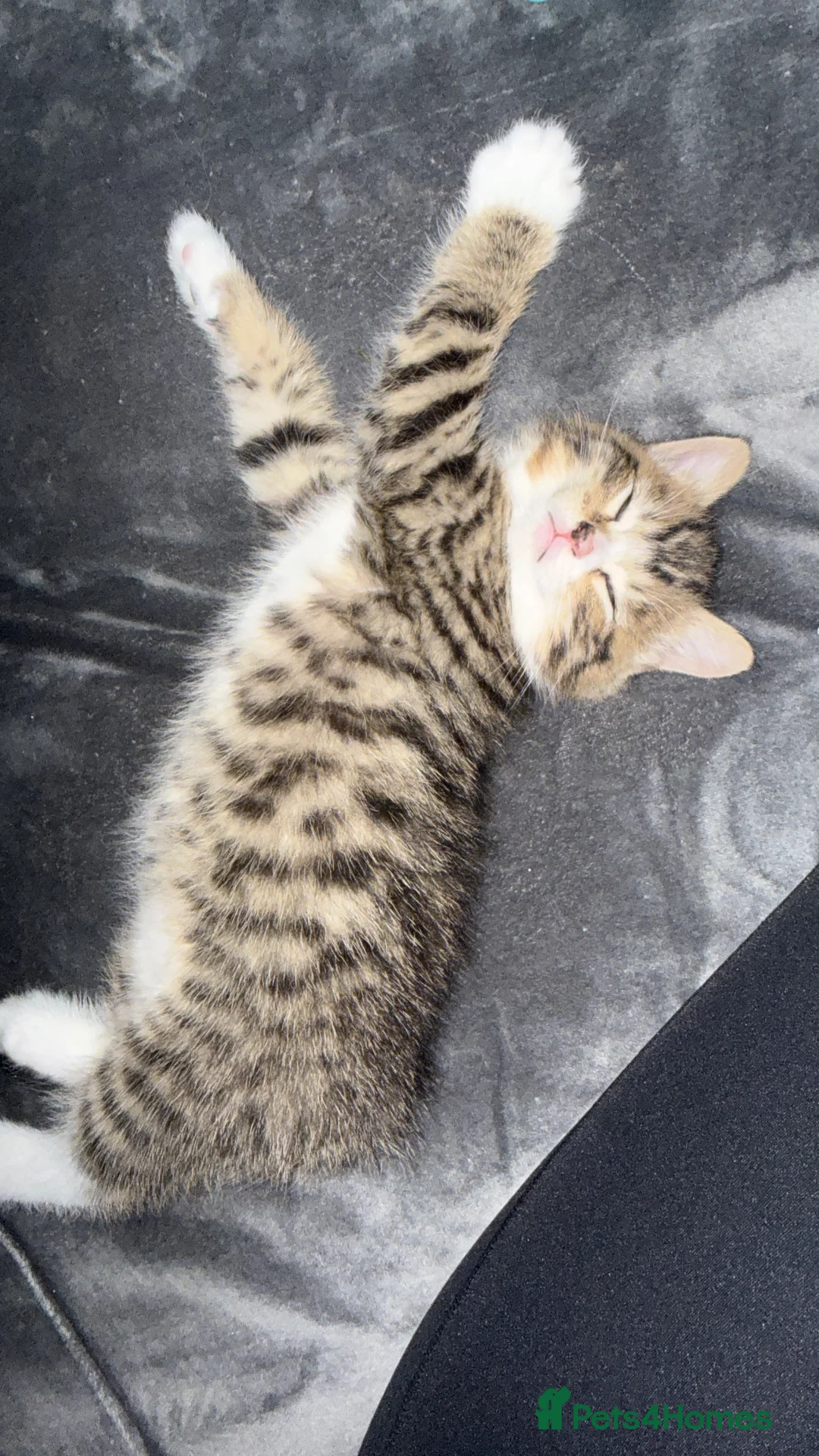 British Shorthair cats for sale: UNIQUE BRITISH SHORT HAIRS  - Advert 30