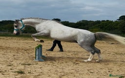 Welsh Section A horses for sale: Super pony ready for new family  - Image 9