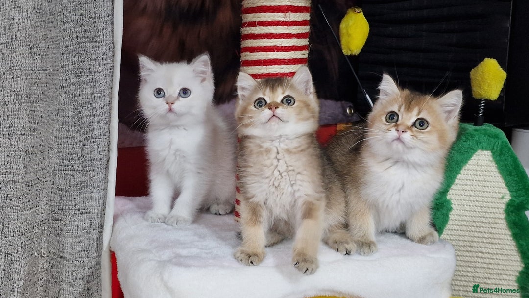 British Shorthair cats for sale: British shorthair pedigree kittens - Advert 18