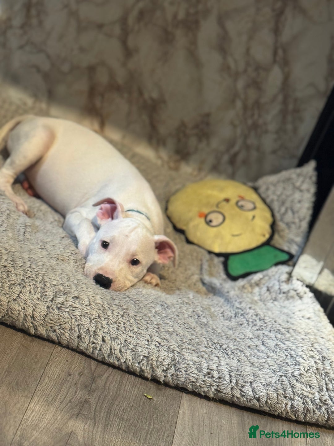 Mixed Breed dogs for sale: Staffy X EBT  in Shildon - Image 14