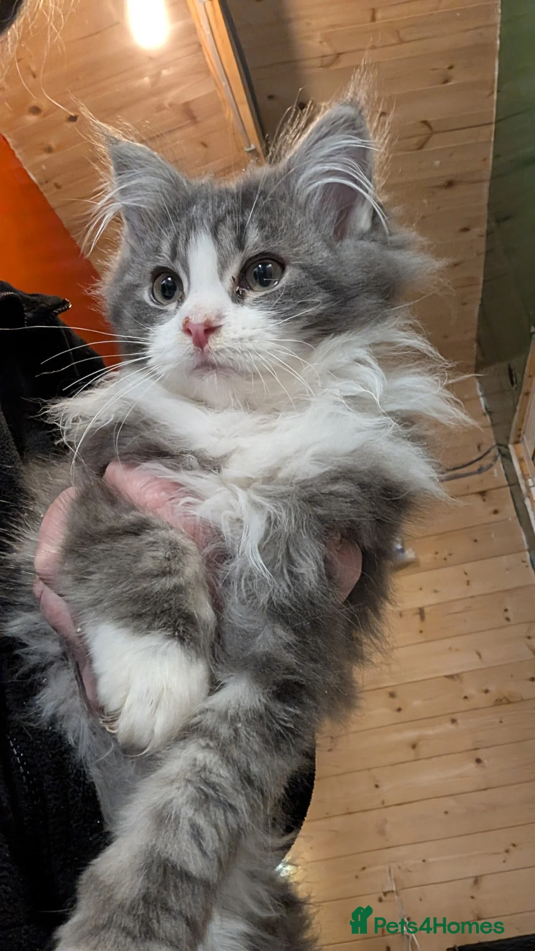 Maine Coon cats for sale: Maine Coon Pedigree kittens - Advert 2