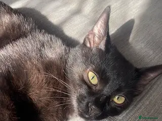 Mixed Breed cats Jiji - Black Bengal Mix - Advert 1