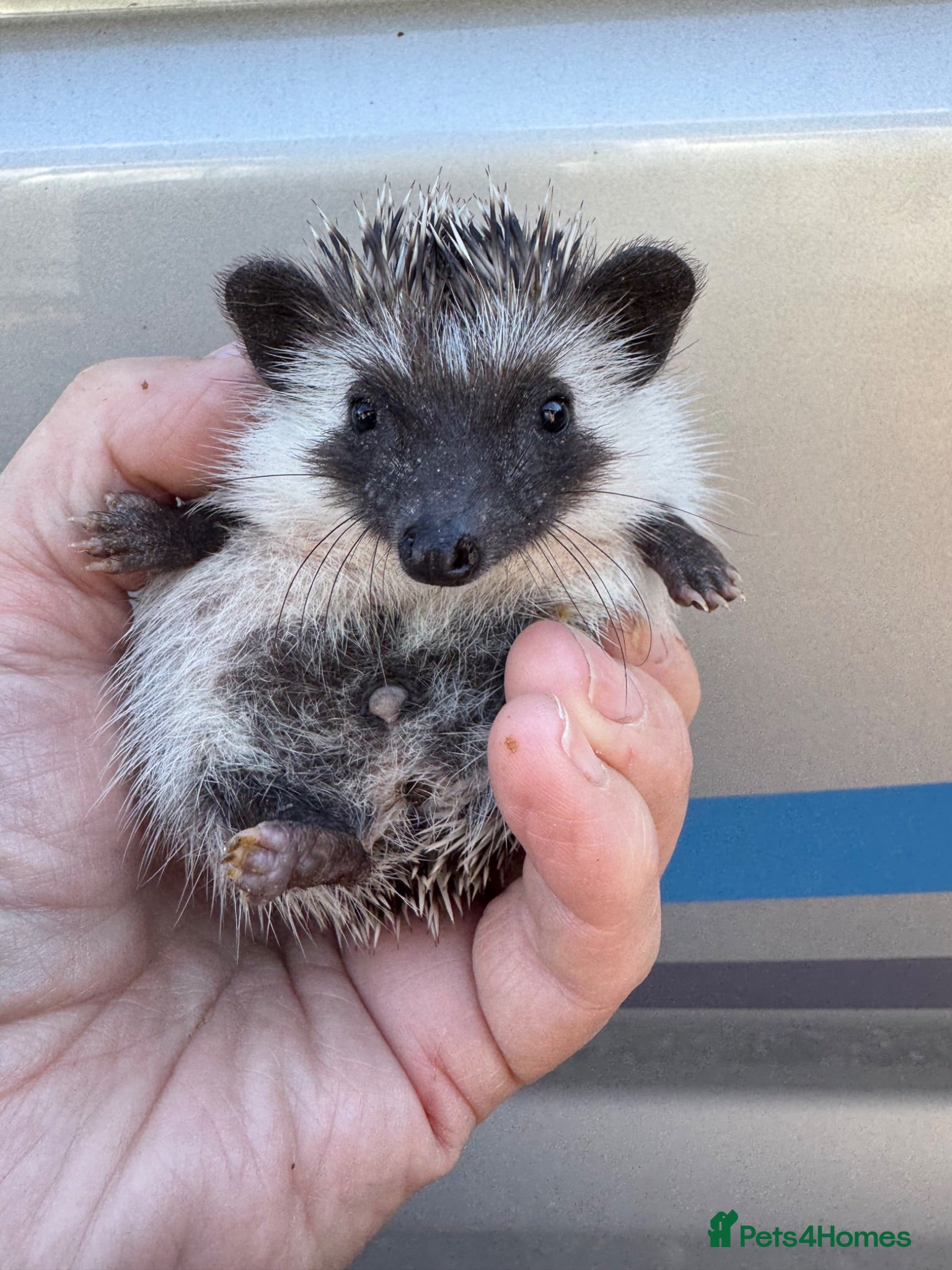 Pygmy Hedgehog rodents 8wk old litter of hoglets seeks 5* homes/READY - Advert 2