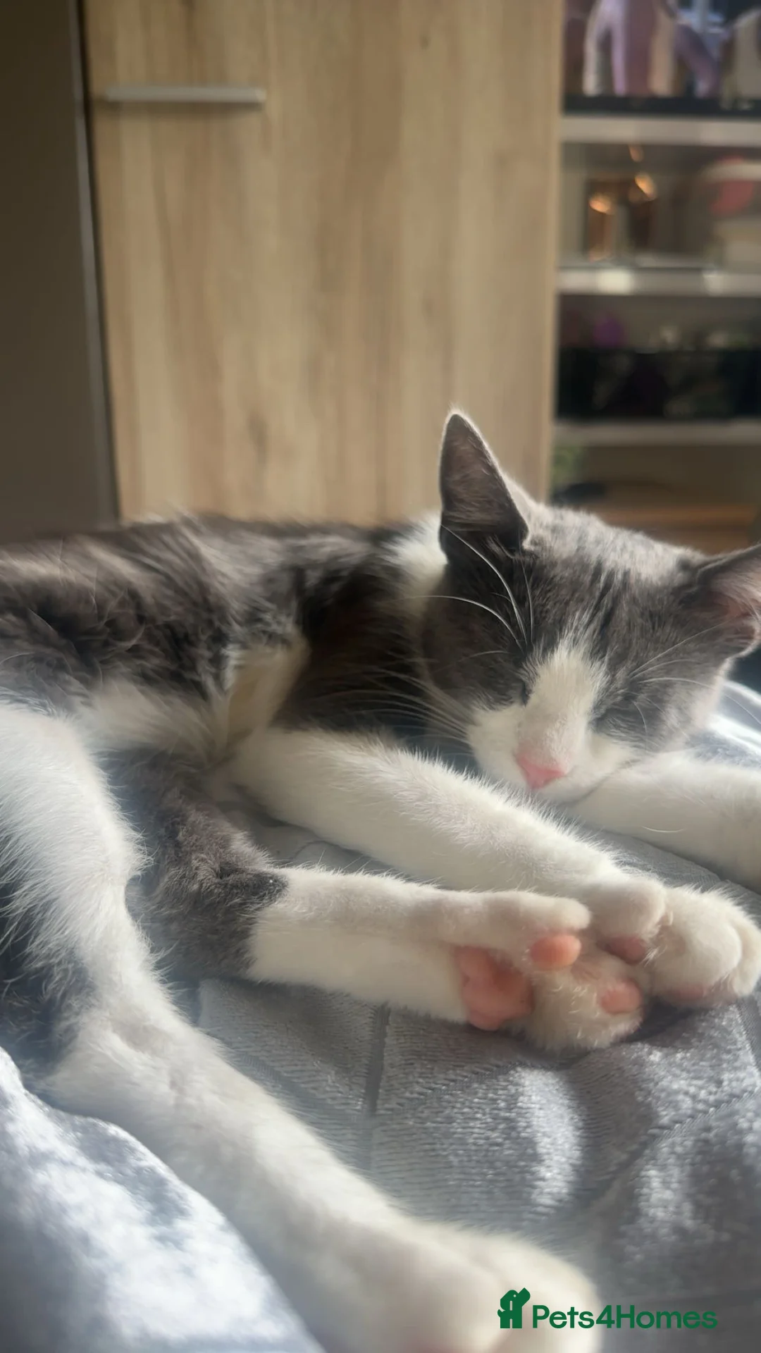 Mixed Breed cats for sale: 6 Gorgeous grey and white mixed kittens  - Advert 39