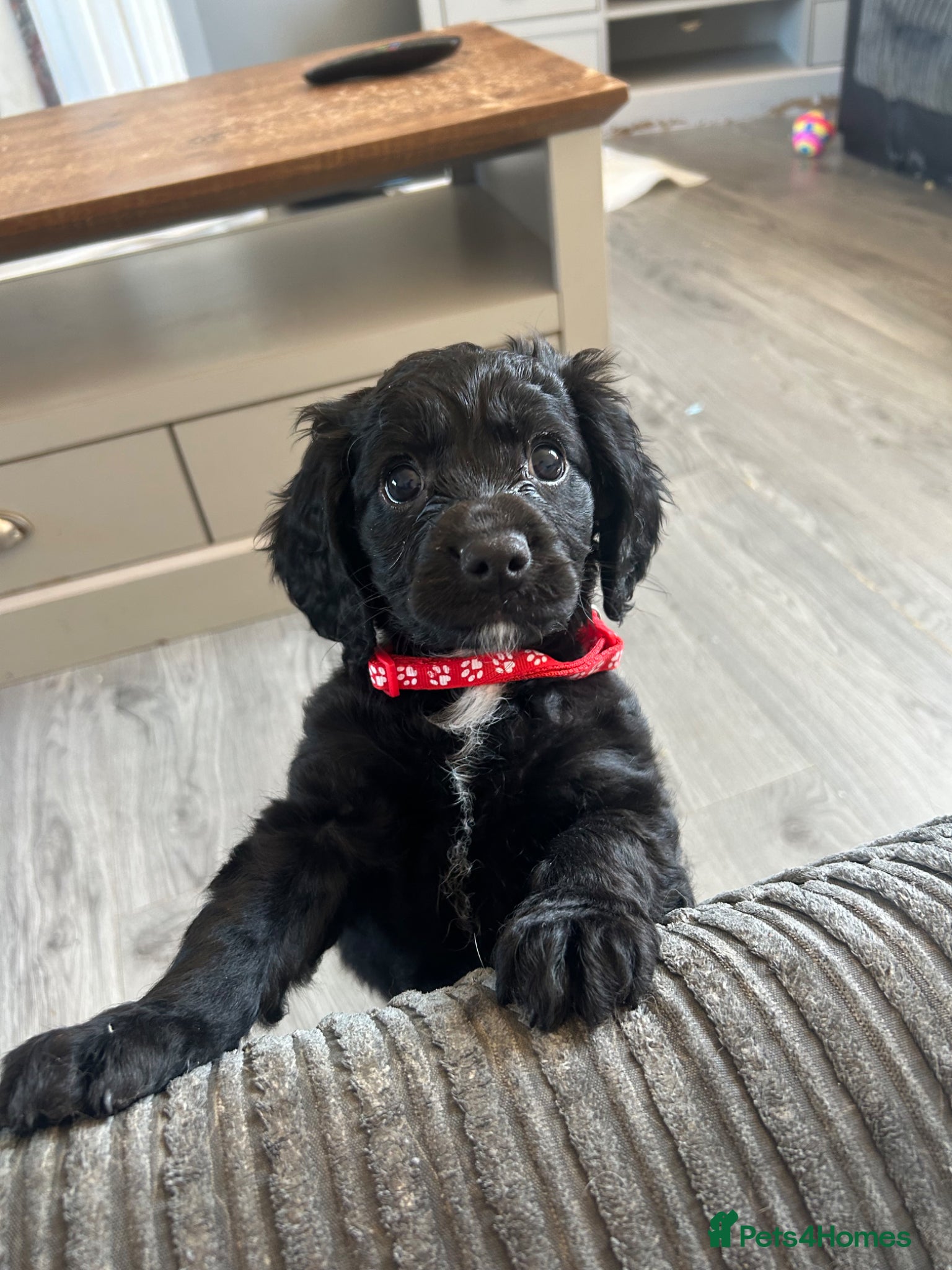 Mixed Breed dogs Cockalier-pooREAFY TO LEAVE TOMORROW - Advert 17