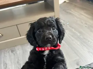 Mixed Breed dogs Cockalier-poo READY TO LEAVE £750 - Advert 10