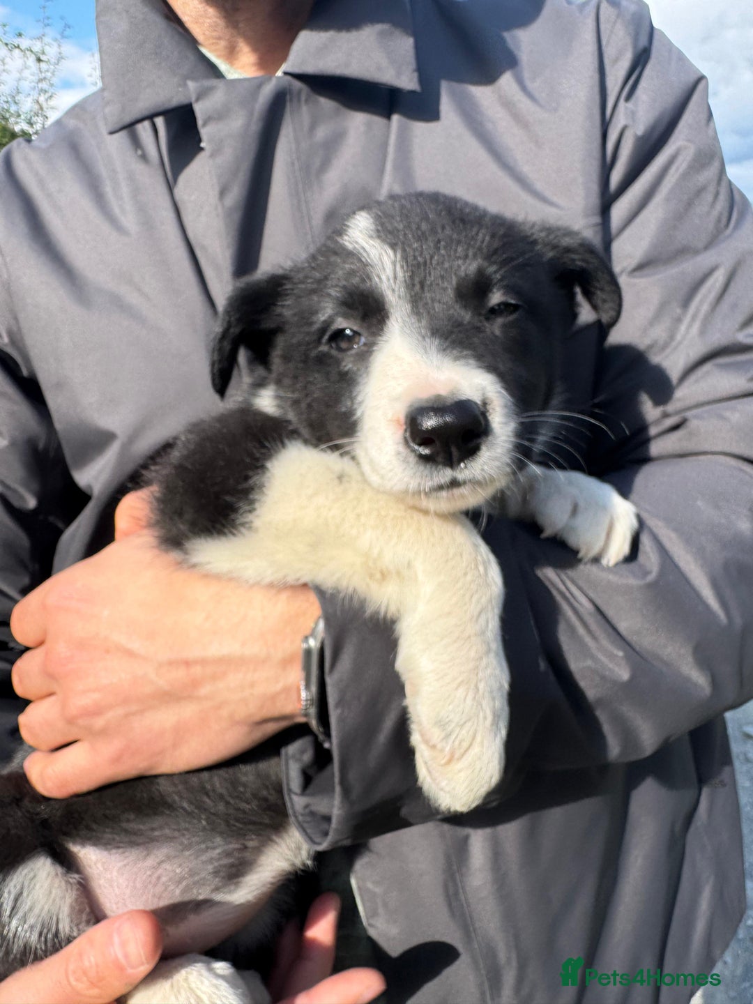 Border Collie dogs for sale: Mid Wales border collie pups  - Image 29