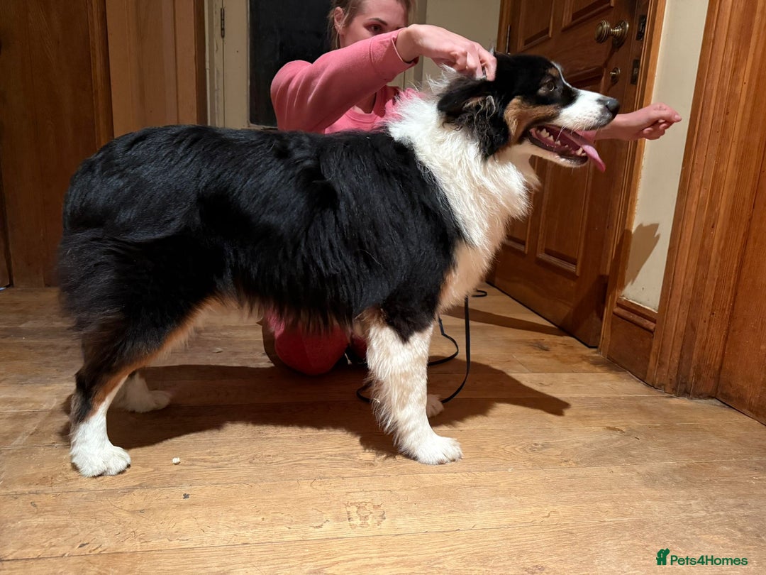 Australian Shepherd dogs for sale: Fully health tested KC registered Aussie shepherd - Advert 10
