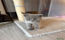 British Shorthair cats for sale: British Shorthair kittens ready mid-October - Image 11