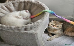 Scottish Fold cats for sale: Full TICA reg Scottish fold ready now london  - Image 6
