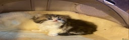 Munchkin cats for sale: Full Pedigree Munchkin Kittens  - Advert 36