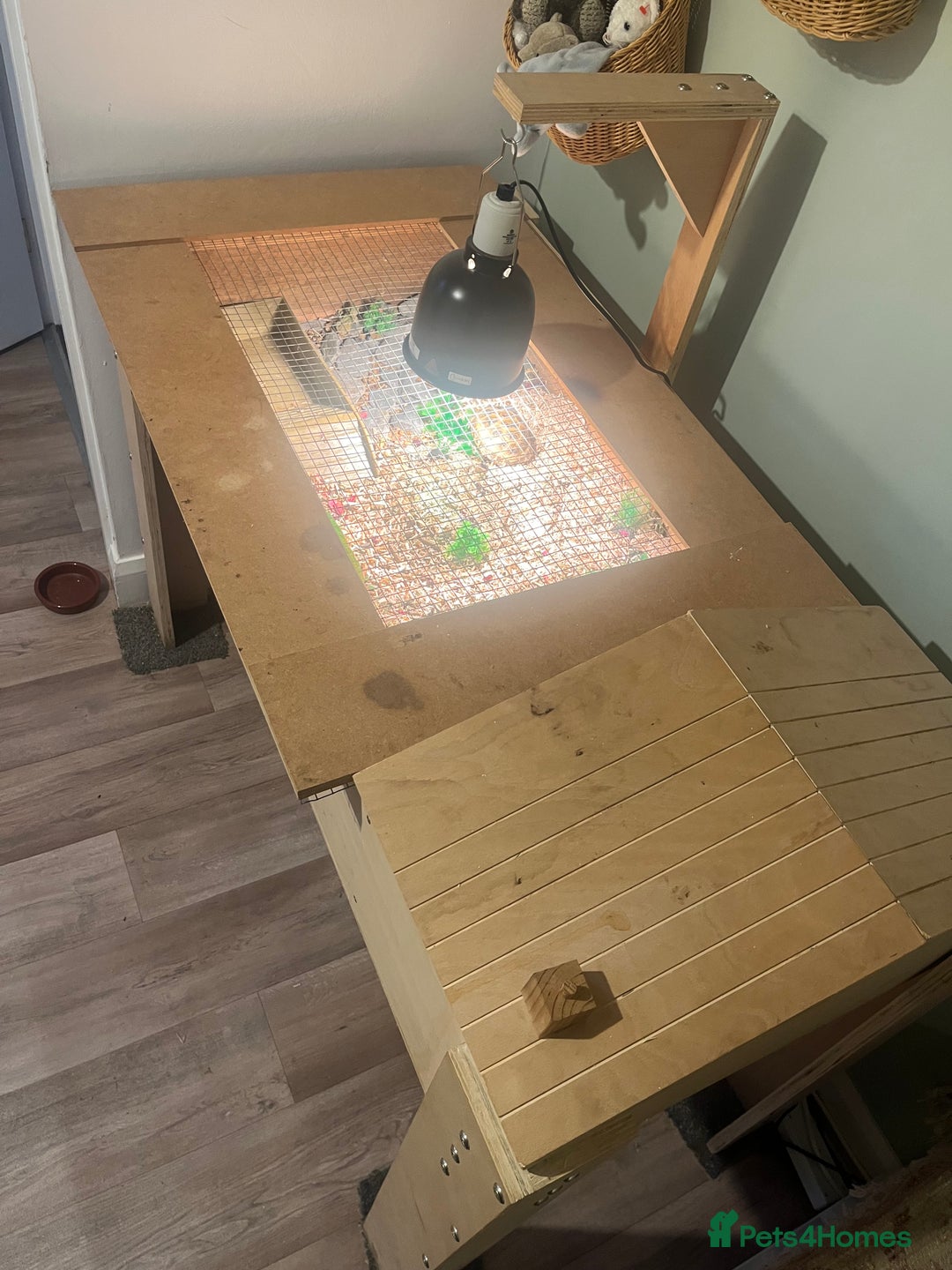 Tortoise reptiles for sale: Horsfield Tortoise - Advert 11