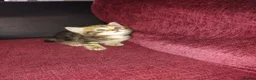 Mixed Breed cats for sale: 3 kittens looking for new home  - Advert 7