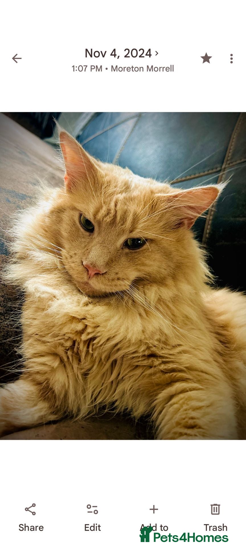 Maine Coon cats Cream smoke male - Advert 2