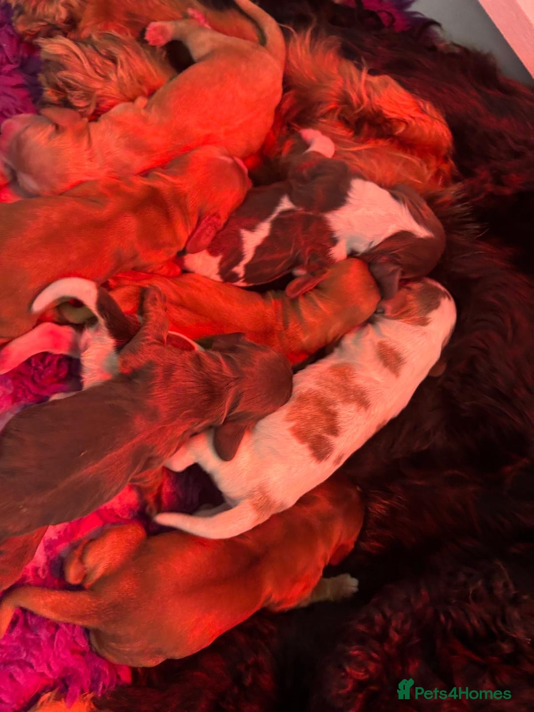 Cocker Spaniel dogs for sale: KC reg Cocker Spaniel Puppies, council licensed  - Image 3