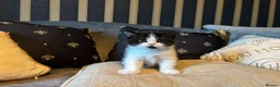 British Shorthair cats for sale: Grand champion sired - Advert 6