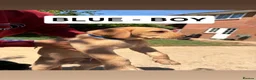 Labrador Retriever dogs for sale: 4 gorgeous Labrador puppies  - Advert 11
