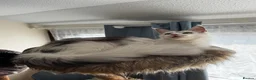 Maine Coon cats for sale: 🐾 Maine Coon Girl Looking for Her Forever Home🐾  - Advert 8