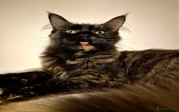 Maine Coon cats for sale: Pedigree Maine Coon girl looking for new home - Image 5